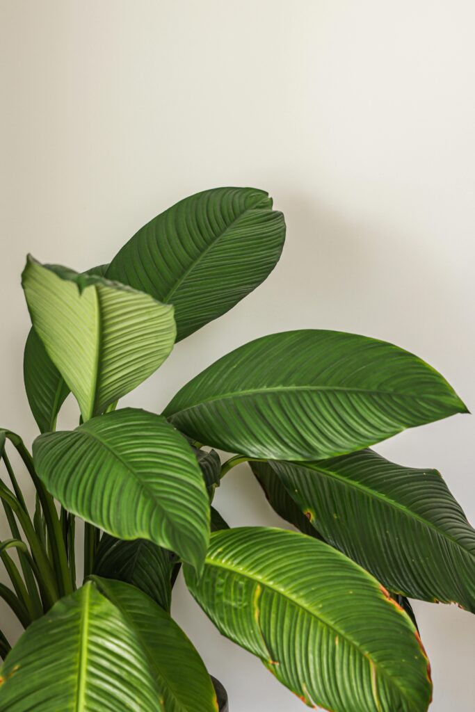 A lush indoor houseplant with vibrant green leaves set against a neutral background.